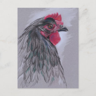 Cartão Postal Black Australorp Hen