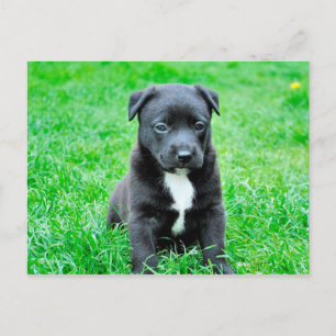 Cartão Postal Black Baby Dog