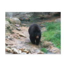 Black Bear Americano