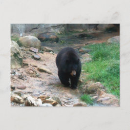 Cartão Postal Black Bear Americano