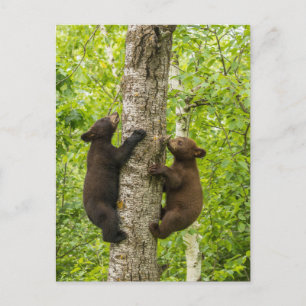 Cartão Postal Black Bear Cubs Climbing Tree