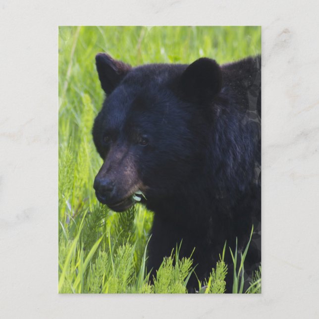 Cartão postal Black Bear faminto (Frente)