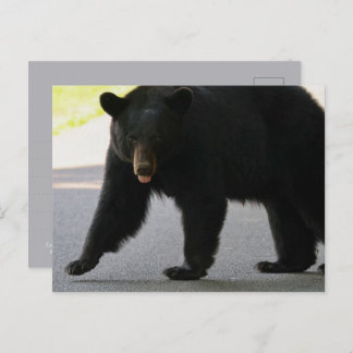 Cartão Postal Black Bear in Cades Cove - Great Smokey Mountains 