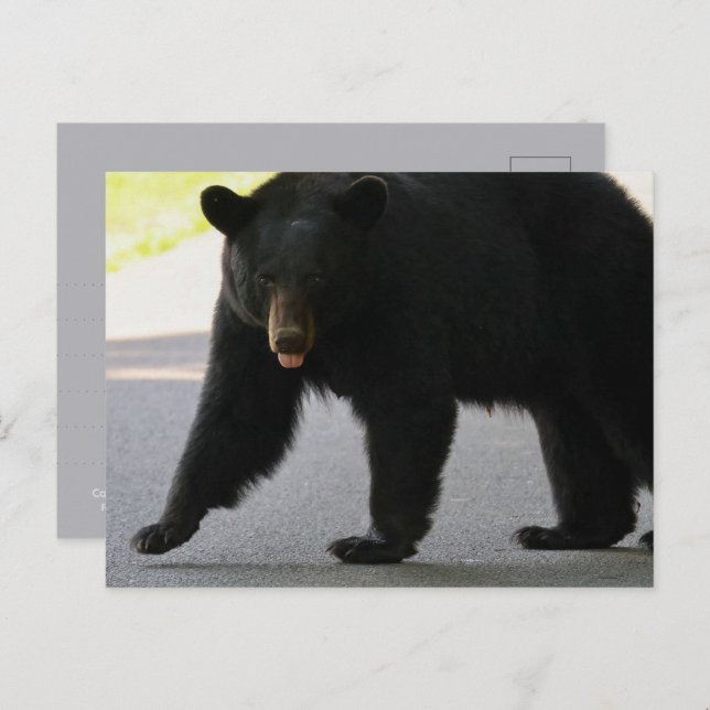 Cartão Postal Black Bear in Cades Cove - Great Smokey Mountains  (Frente/Verso)