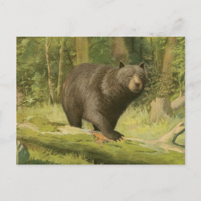 Cartão Postal Black Bear Stepping on a Tree Trunk (Frente)