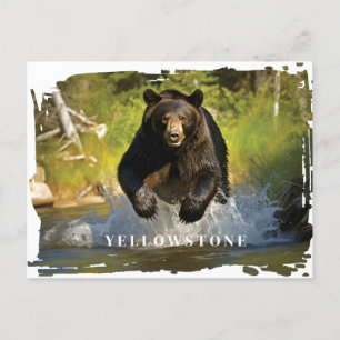 Cartão postal Black Bear Yellowstone