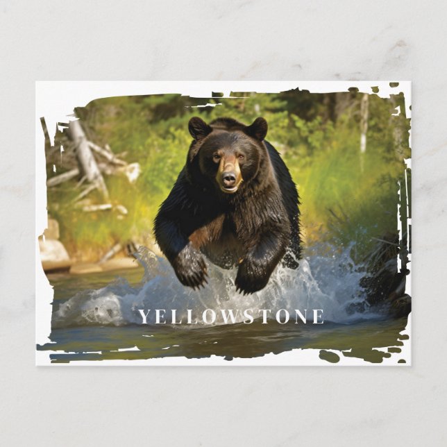 Cartão postal Black Bear Yellowstone (Frente)