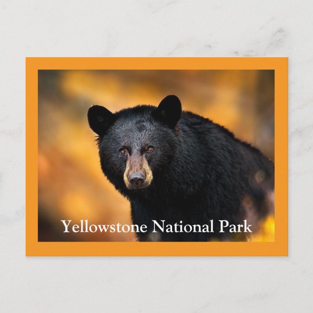 Cartão postal Black Bear Yellowstone (Frente)