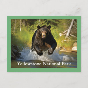 Cartão postal Black Bear Yellowstone