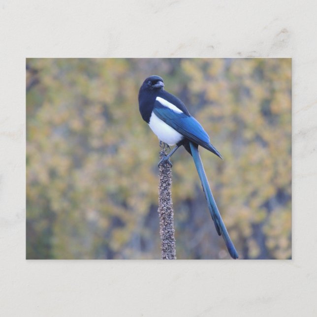 Cartão Postal Black Billed Magpie (Frente)