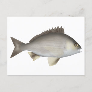 Cartão Postal Black Bream