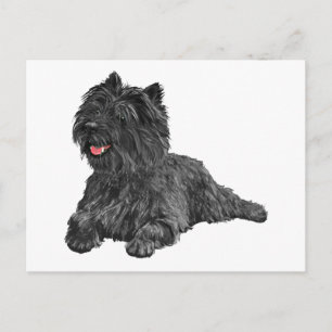 Cartão Postal Black Cairn Terrier