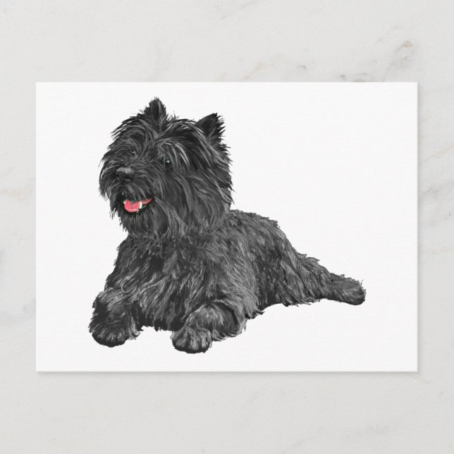 Cartão Postal Black Cairn Terrier (Frente)
