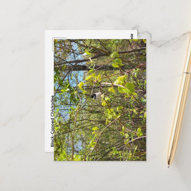 Cartão Postal Black-Capped Chickadee Postcard (Frente/Verso In Situ)