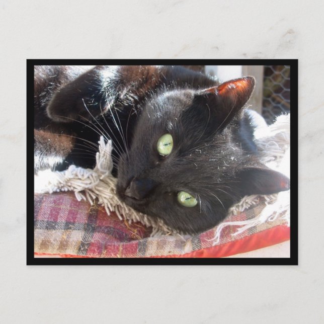Cartão postal "Black Cat" (Frente)
