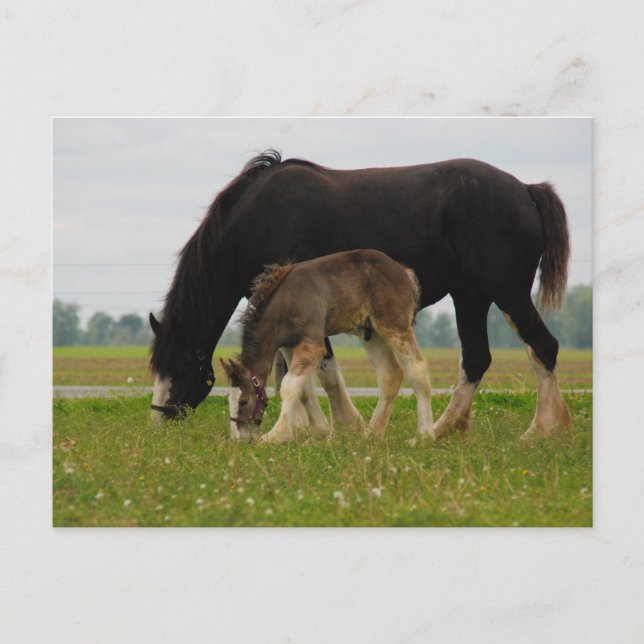 Cartão Postal Black Clydesdale e Filly (Frente)