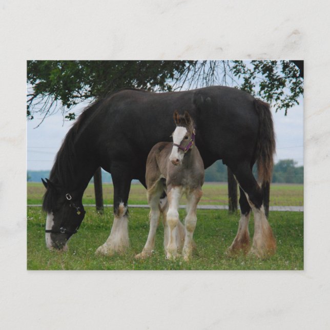 Cartão Postal Black Clydesdale e Filly (Frente)