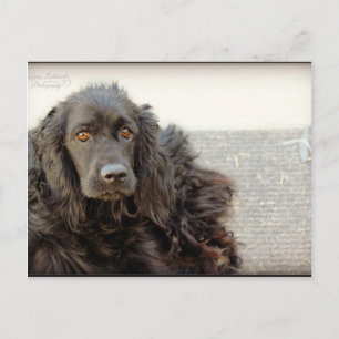 Cartão Postal Black Cocker Spaniel "Harley"