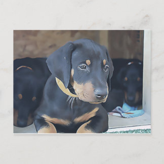 Cartão Postal Black Doberman Puppy
