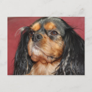 Cartão Postal Black E Tan Cavalier King Charles Spaniel