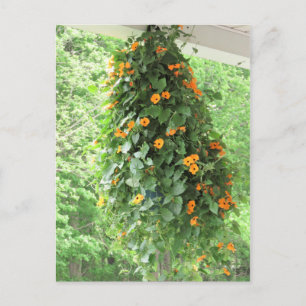 Cartão Postal Black Eyed Susan Vine