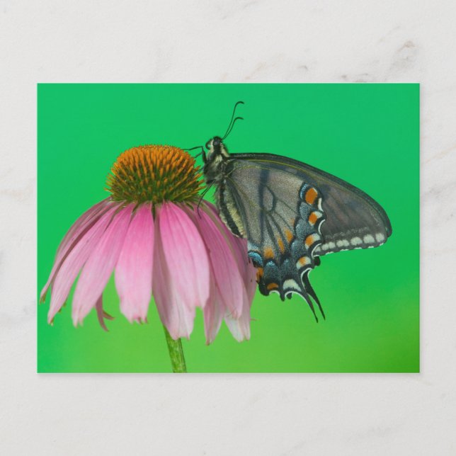 Cartão Postal Black Form Of Eastern Tiger Swallowtail (Frente)