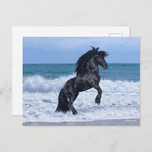 Cartão Postal Black Friesian Stallion Rearing In the Sea (Frente/Verso)