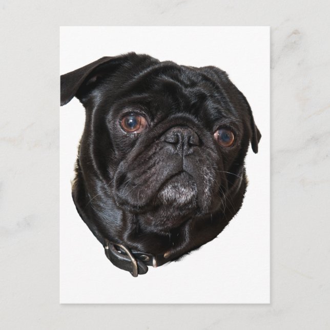 Cartão Postal Black Funny Pug (Frente)