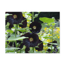 Black Hollyhocks