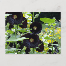 Cartão Postal Black Hollyhocks