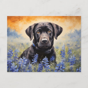 Cartão Postal Black Labrador em Bluebonnets
