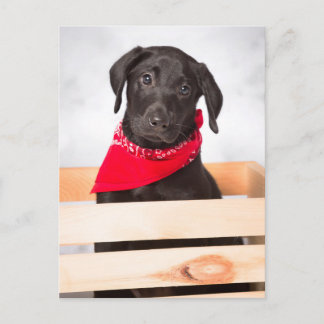 Cartão Postal Black Labrador Retriever Puppy