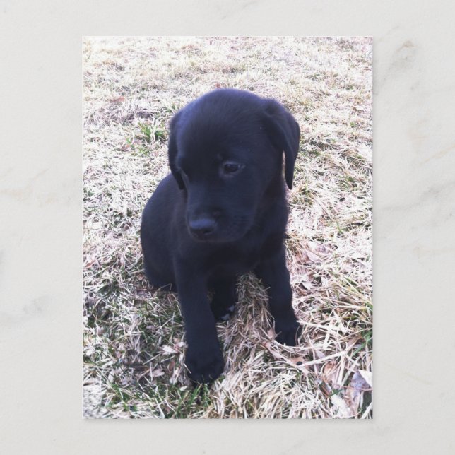 Cartão Postal Black Labrador Retriever Puppy (Frente)