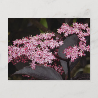 Cartão Postal Black Lace Elderberry