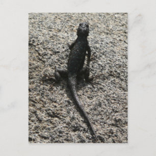 Cartão Postal Black Lizard