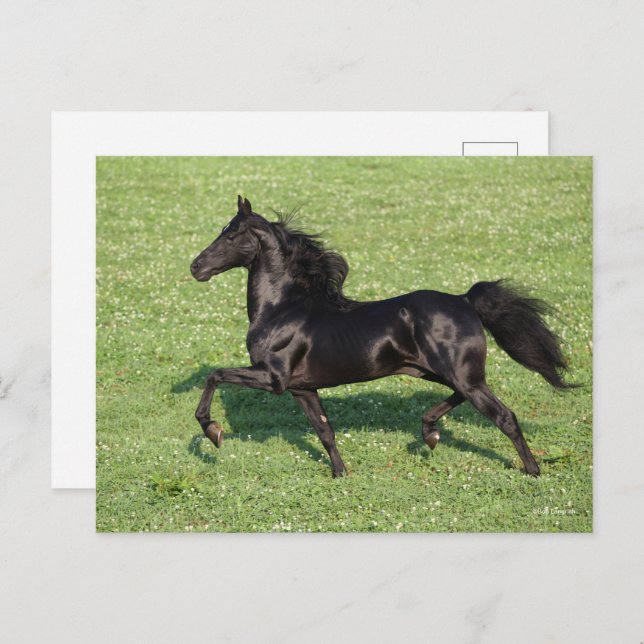 Cartão Postal Black Morgan Stallion Mane Tail Fluindo (Frente/Verso)