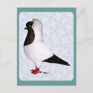 Cartão Postal Black Nun Pigeon 1973