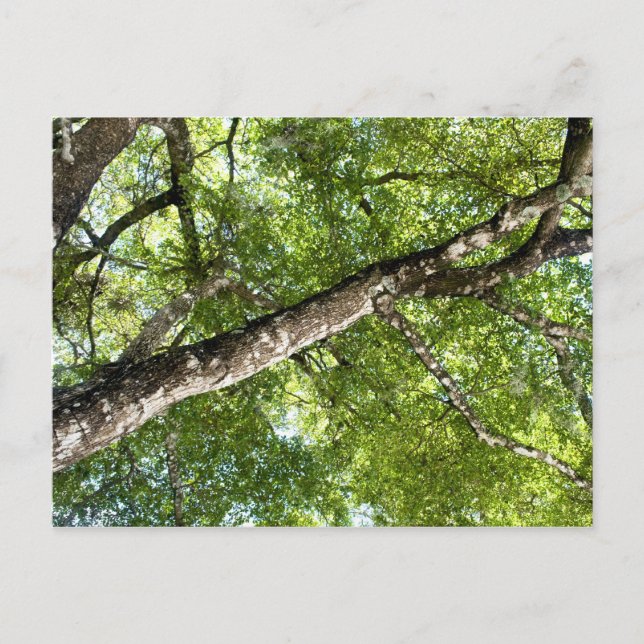 Cartão Postal BLack Olive Tree Canopy (Frente)