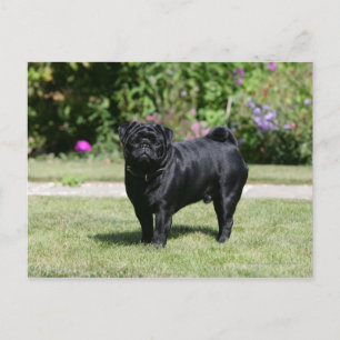 Cartão Postal Black Pug em pé olhando para a câmera