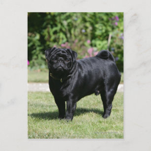 Cartão Postal Black Pug em pé olhando para a câmera