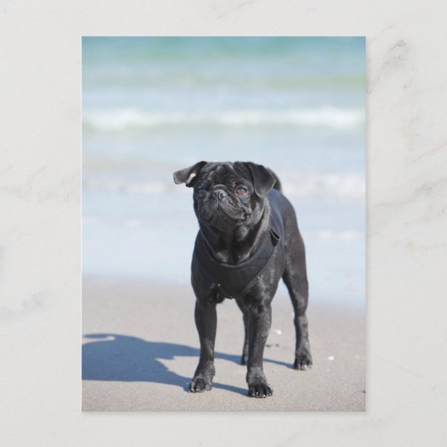 Cartão Postal Black Pug Na Praia (Frente)