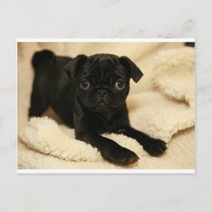 Cartão Postal Black Pug Puppy