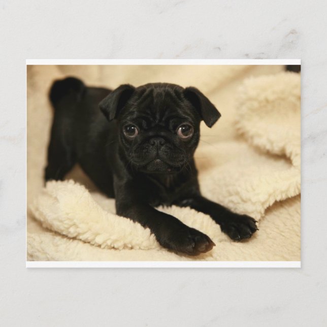 Cartão Postal Black Pug Puppy (Frente)