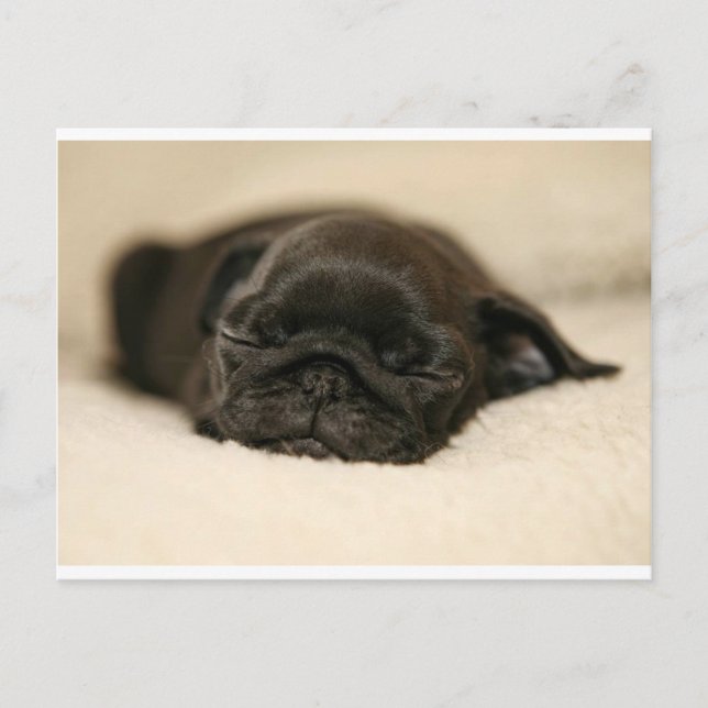 Cartão Postal Black Pug Puppy Dormindo (Frente)
