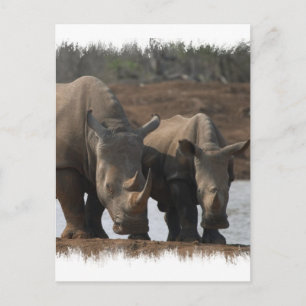 Cartão postal Black Rhinos