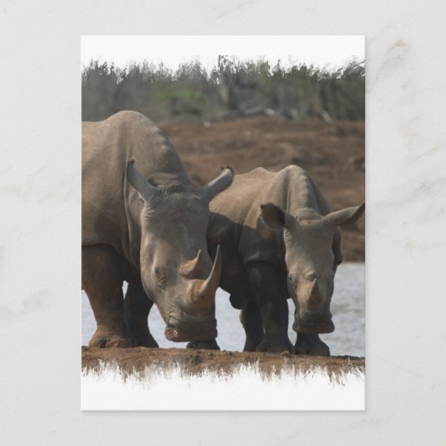 Cartão postal Black Rhinos (Frente)