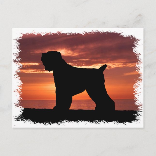 Cartão Postal Black Russian Terrier (Frente)