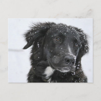 Cartão Postal Black Shepherd Dog in the Snow