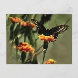 Cartão Postal Black Swallowtail