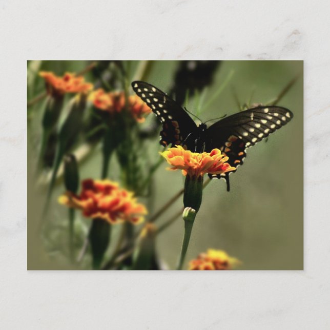 Cartão Postal Black Swallowtail (Frente)